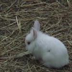 bunnies462