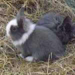 bunnies491