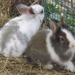 bunnies526